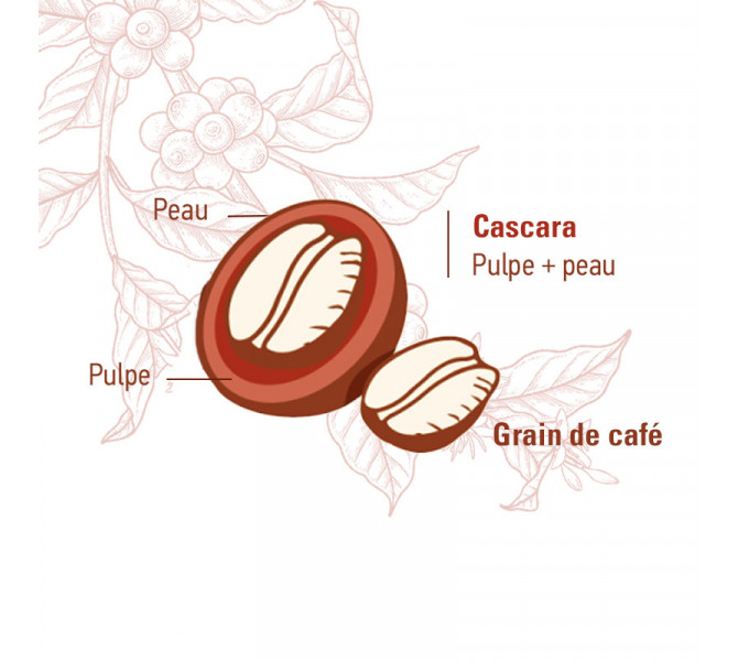 Cascara