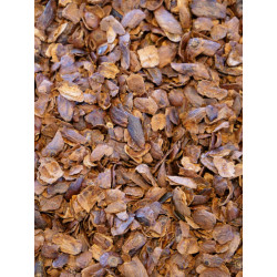 Infusion Cascara