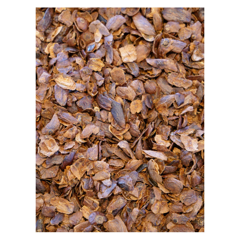 Infusion Cascara