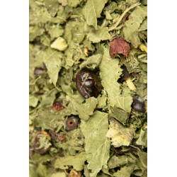 Infusion Thym Eglantier Ronce Sarriette - Immunité
