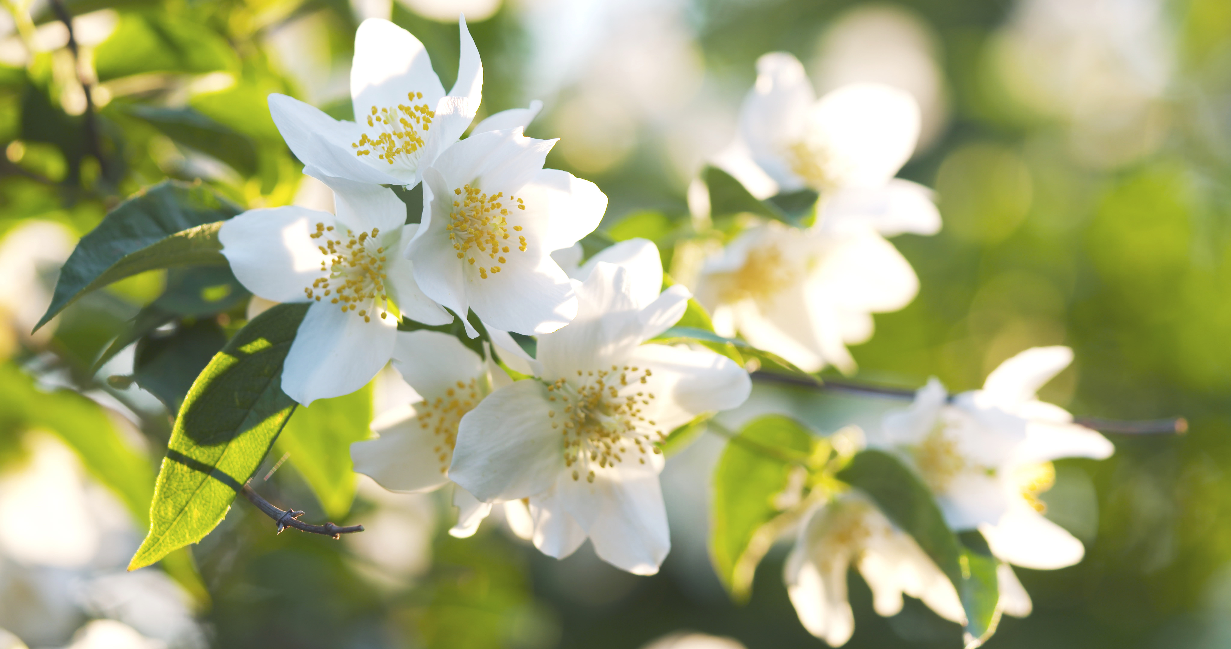 Fleur de Jasmin