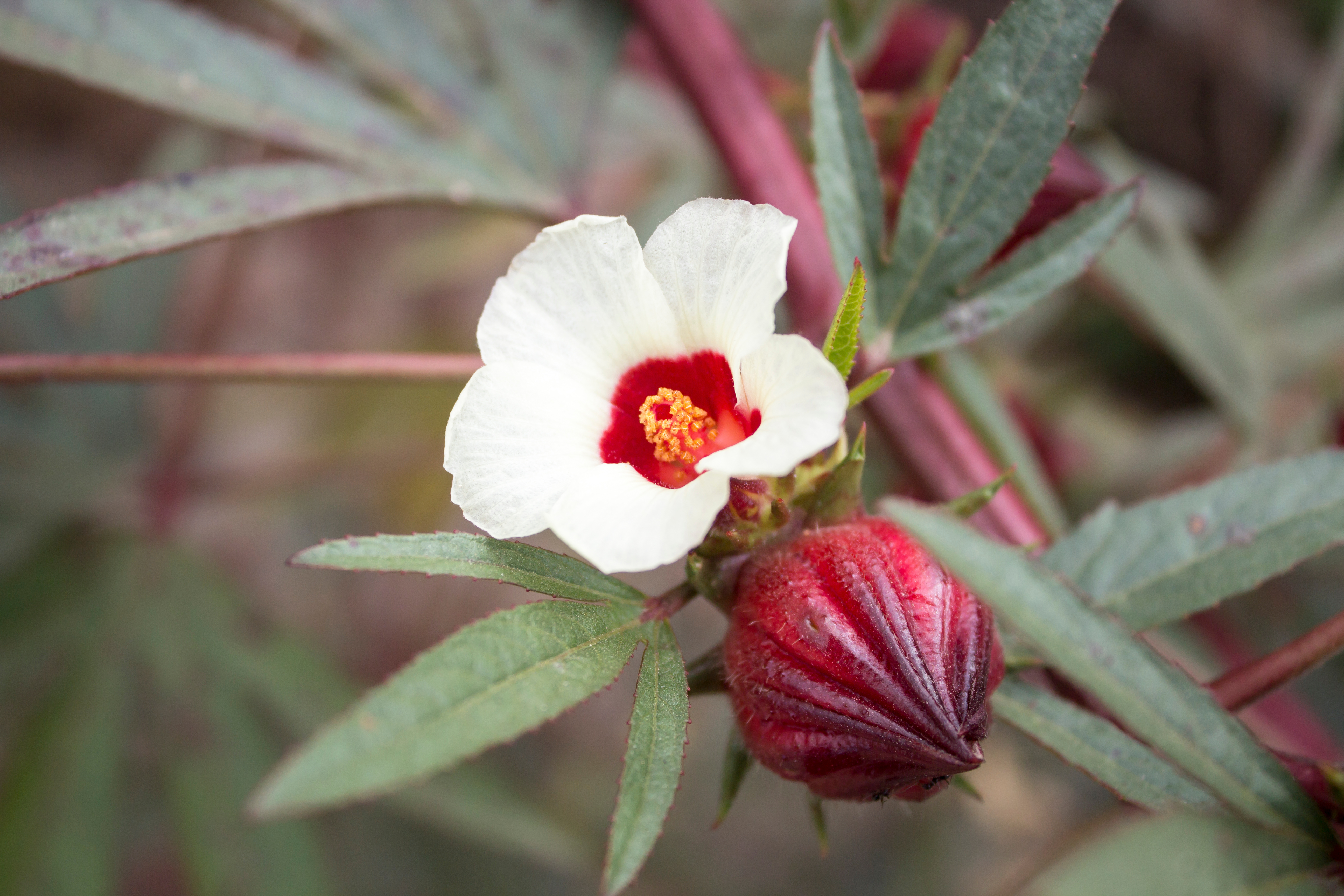 Hibiscus sabdariffa