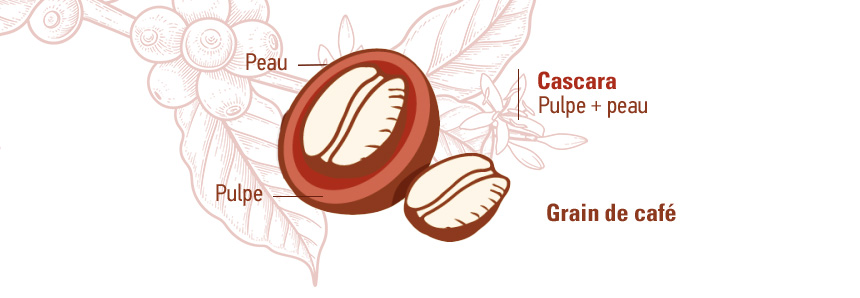 schema-cascara