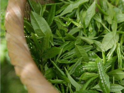 Découvrez le Jardin Émeraude Bio : Un thé d'excellence